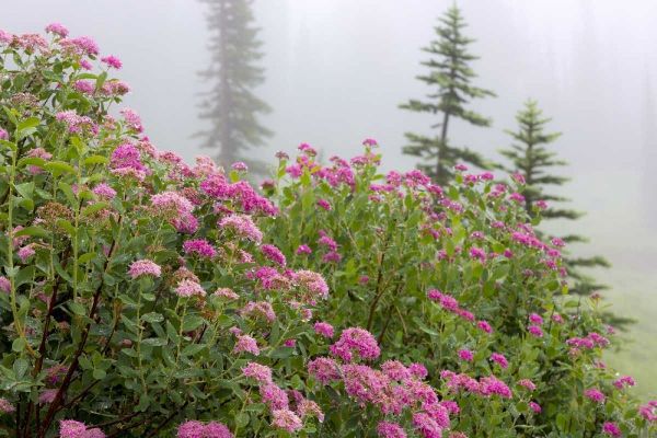 Washington, Mount Rainier NP Wildflowers